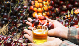 В мае в Малайзии значительно выросли запасы пальмового масла
